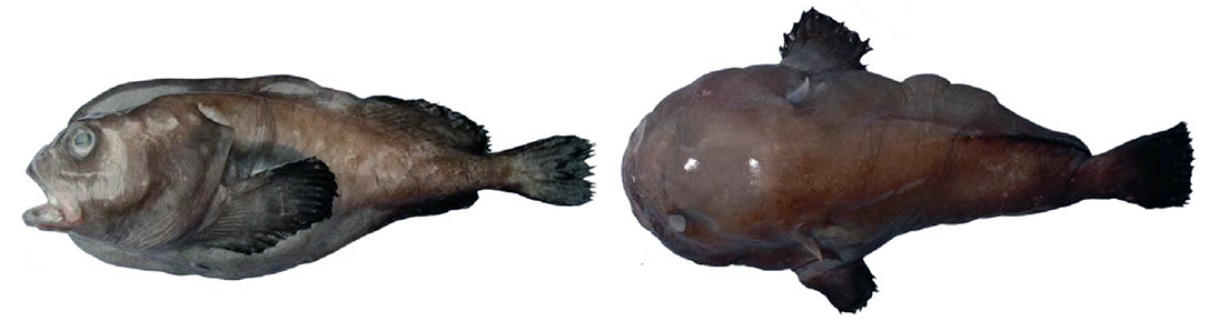 Ebinania costaecanariae_03